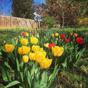 Meet your Posher, Ellie Micah